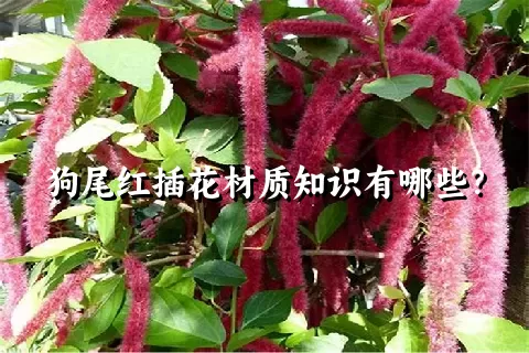 狗尾红插花材质知识有哪些？