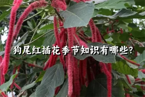 狗尾红插花季节知识有哪些？