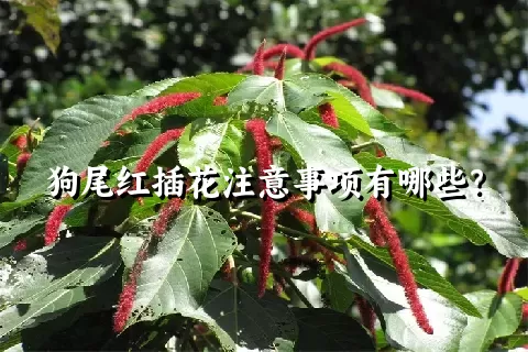 狗尾红插花注意事项有哪些？