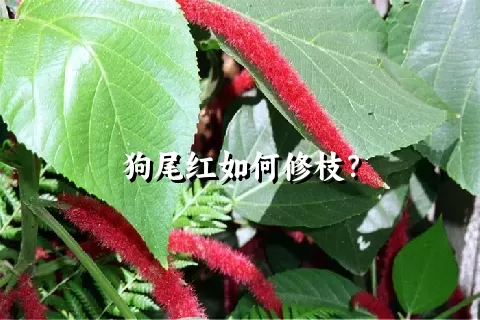 狗尾红如何修枝？