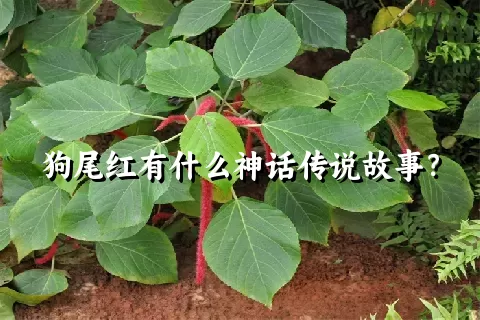 狗尾红有什么神话传说故事？