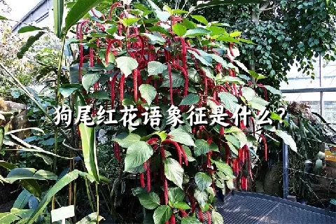 狗尾红花语象征是什么？