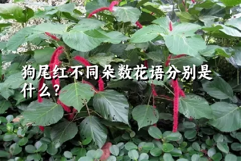 狗尾红不同朵数花语分别是什么？