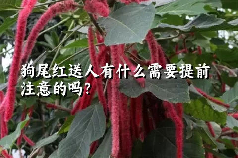 狗尾红送人有什么需要提前注意的吗？