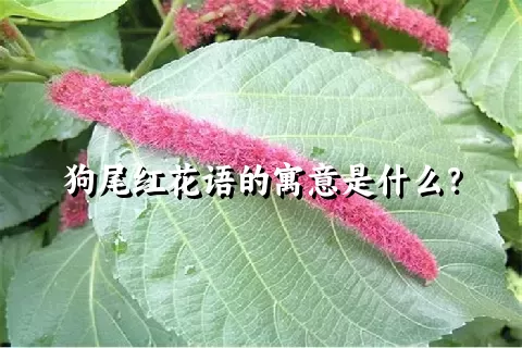 狗尾红花语的寓意是什么？