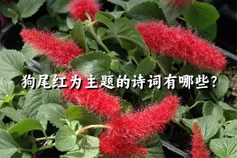 狗尾红为主题的诗词有哪些？