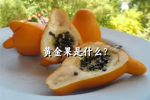 黄金果是什么？