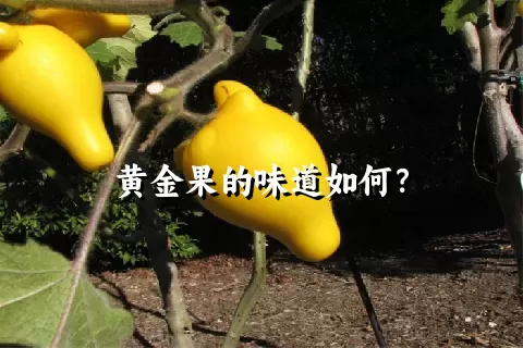 黄金果的味道如何？