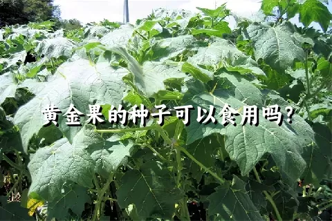 黄金果的种子可以食用吗？