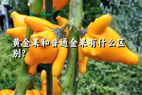 黄金果和普通金果有什么区别？