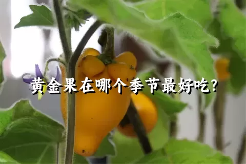 黄金果在哪个季节最好吃？