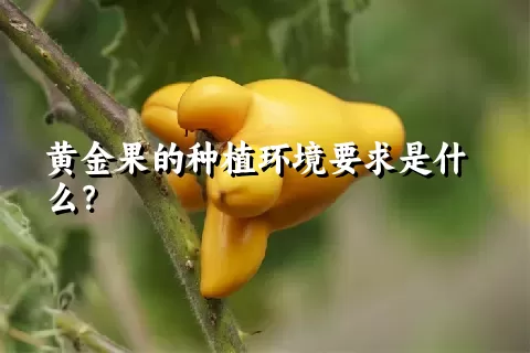 黄金果的种植环境要求是什么？