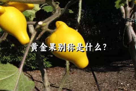 黄金果别称是什么？