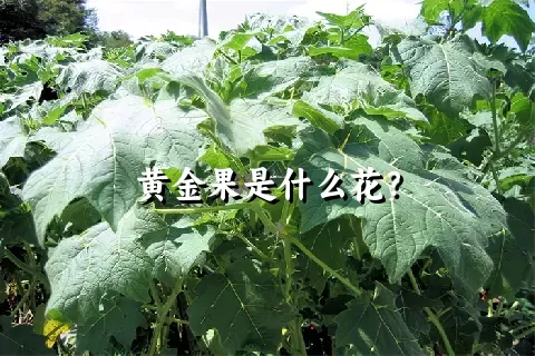 黄金果是什么花？