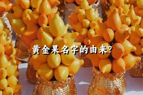 黄金果名字的由来？