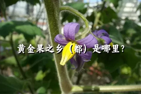 黄金果之乡（都）是哪里？