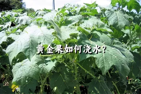 黄金果如何浇水？