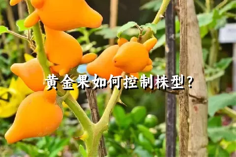 黄金果如何控制株型？