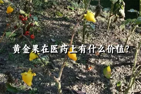 黄金果在医药上有什么价值？