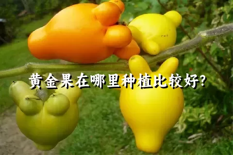 黄金果在哪里种植比较好？