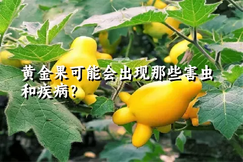 黄金果可能会出现那些害虫和疾病？