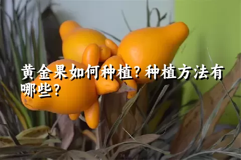 黄金果如何种植？种植方法有哪些？