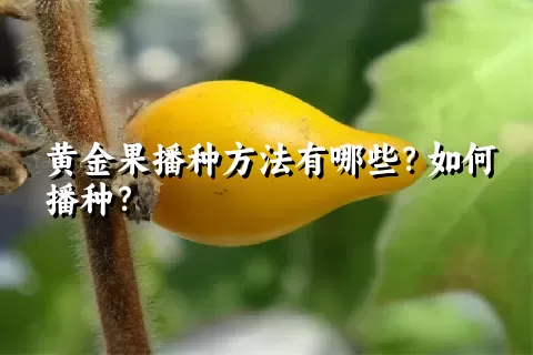 黄金果播种方法有哪些？如何播种？