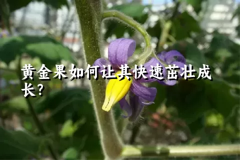 黄金果如何让其快速茁壮成长？