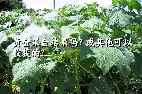 黄金果会结果吗？或其他可以收获的？