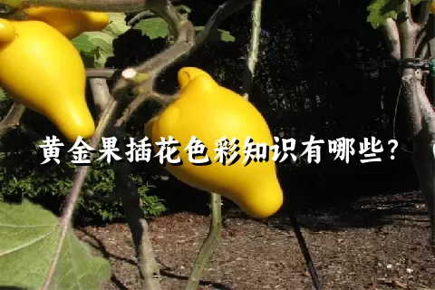 黄金果插花色彩知识有哪些？