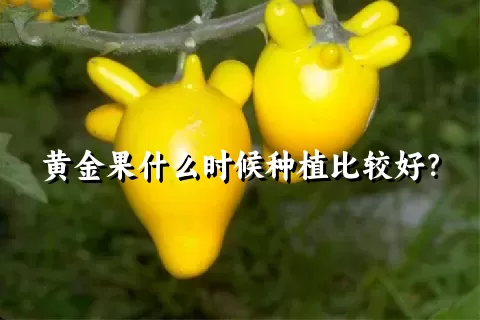 黄金果什么时候种植比较好？