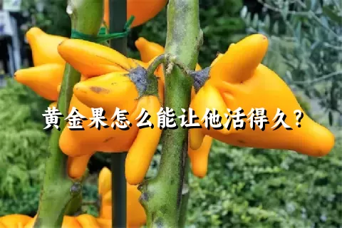 黄金果怎么能让他活得久？