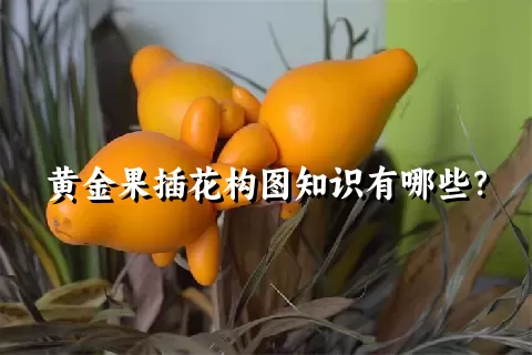 黄金果插花构图知识有哪些？