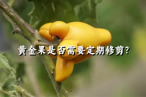 黄金果是否需要定期修剪？