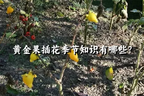 黄金果插花季节知识有哪些？