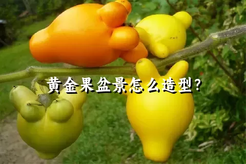 黄金果盆景怎么造型？