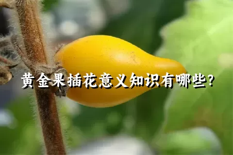 黄金果插花意义知识有哪些？