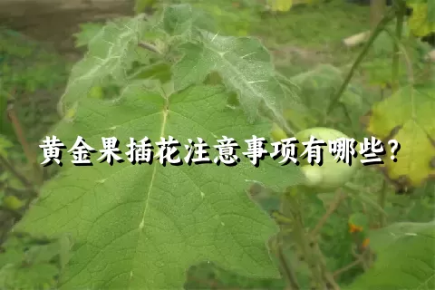 黄金果插花注意事项有哪些？