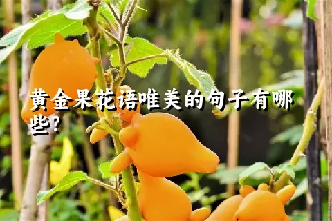 黄金果花语唯美的句子有哪些？