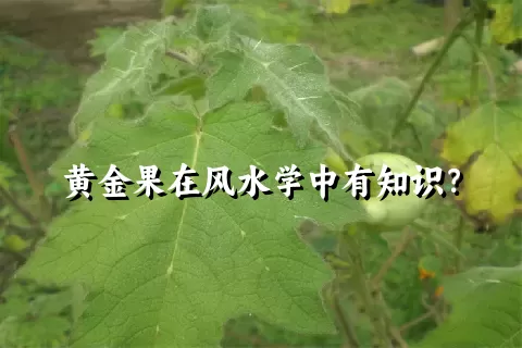 黄金果在风水学中有知识？