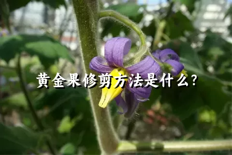 黄金果修剪方法是什么？