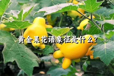 黄金果花语象征是什么？