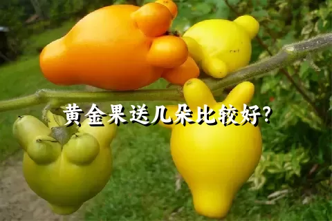 黄金果送几朵比较好？