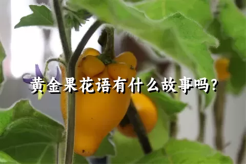 黄金果花语有什么故事吗？