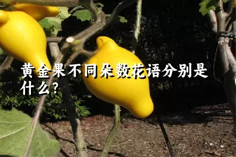 黄金果不同朵数花语分别是什么？