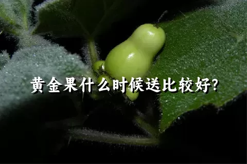 黄金果什么时候送比较好？