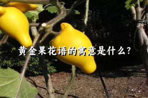 黄金果花语的寓意是什么？