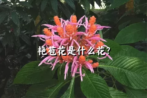 艳苞花是什么花？