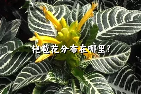 艳苞花分布在哪里?