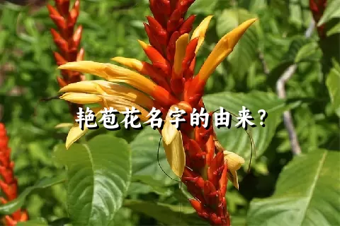 艳苞花名字的由来？